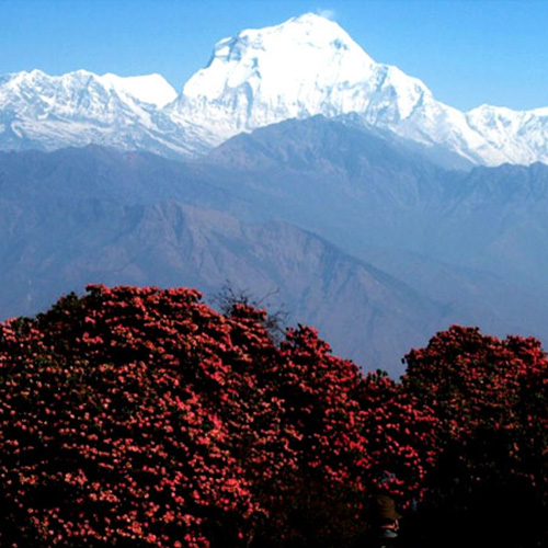 Ghorepani Poon Hill Trek